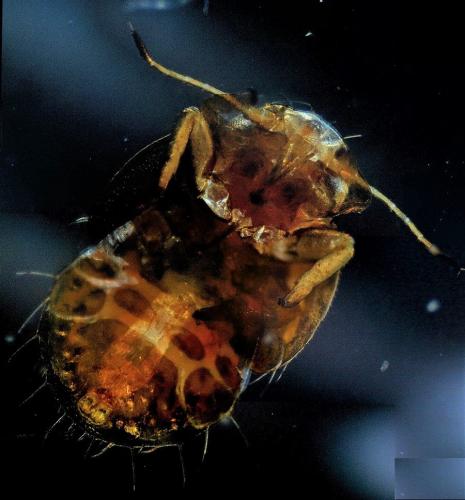Cacopsylla sp.